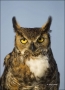 Great-Horned-Owl;Owl;Florida;Southeast-USA;Bubo-virginianus;one-animal;close-up;